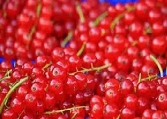Grosellero rojo o corinto (Ribes rubrum)