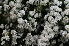 Corona De Novia - Spirae - En Envase De 4 Litros - comprar online