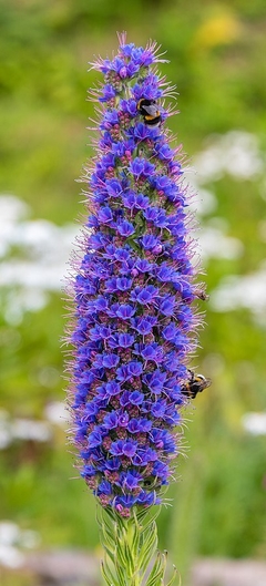 Echium fastuosum, hermosa planta de flores azules