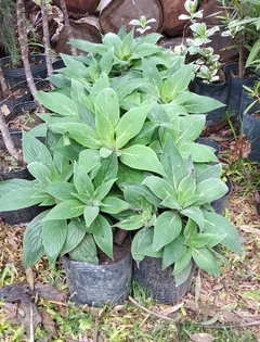 Echium fastuosum, hermosa planta de flores azules en internet