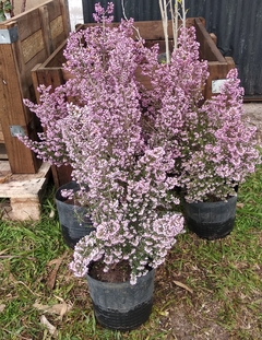 Erica Canaliculata - Brezo - Espectacular floración - comprar online