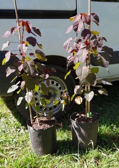 Euphorbia Cotinifolia - Arbusto Rojo Muy Atractivo en internet