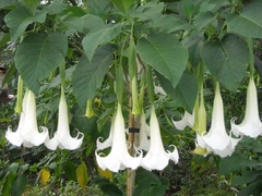 Floripondios De Flor Rosada Y De Flor Blanca