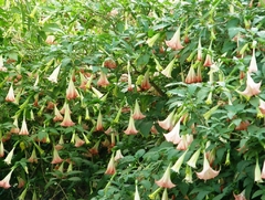 Floripondios De Flor Rosada Y De Flor Blanca - comprar online