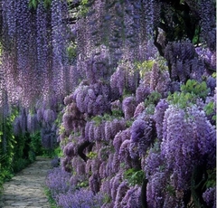 Glicina De Flor Violeta - Vivero Habilitado en internet