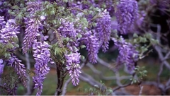 Glicina De Flor Violeta - Vivero Habilitado