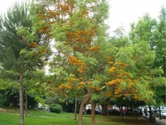 Plantines De Árbol De Fuego - Grevillea Robusta