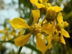 Enredadera Mariposa (heteropterys Glabra) Grande - comprar online