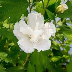 Rosa siria - Hibiscus siriacus - Flor blanca