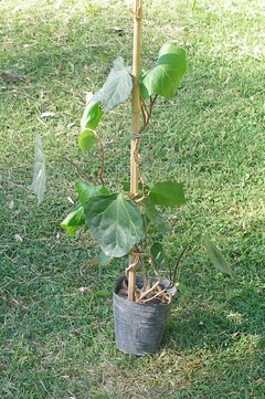 Plantines de hiedra (Hedera helix) en internet