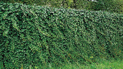 Plantines de hiedra (Hedera helix)