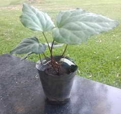 Plantines de hiedra (Hedera helix) - Vivero Las Magnolias
