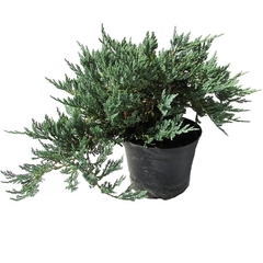 Pino Rastrero Azul - Juniperus Horizontalis Blue Chip en internet