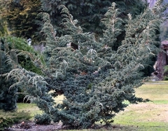 Juníperus Squamata Meyeri (enebro De Meyer)