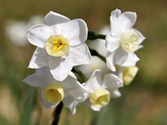 Junquillos blancos, muy perfumados