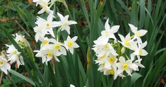 Junquillos blancos, muy perfumados - comprar online