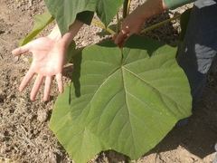 Árboles de Kiri - cultivo orgánico - comprar online