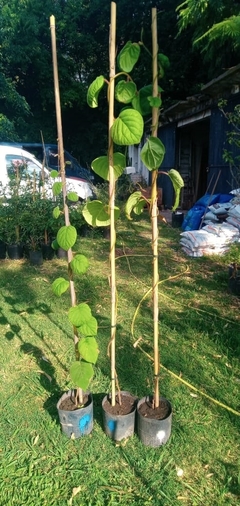 2 Plantas De Kiwi (macho Y Hembra) en internet