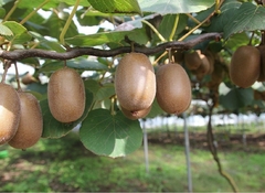 2 Plantas De Kiwi (macho Y Hembra)
