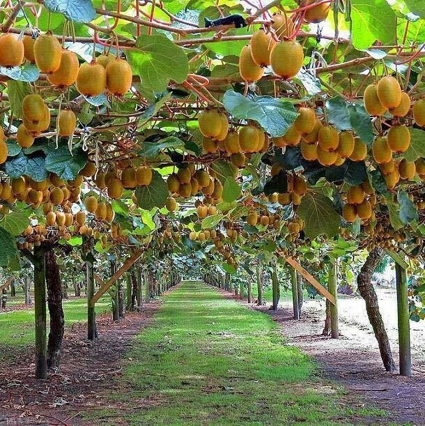 2 Plantas De Kiwi (macho Y Hembra) — free download
