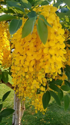 Lluvia De Oro (laburnum) - Hermoso Árbol Ornamental - comprar online