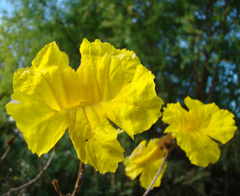 Lapacho amarillo de aproximadamente 2,5 m en internet