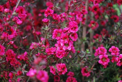 Leptospermum De Flor Roja - Árbol De Te