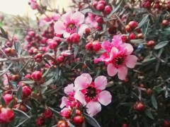 Leptospermum De Flor Rosada - Árbol De Te