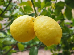 Limonero Eureka de 4 estaciones