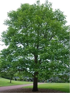 Tulipanero - Árbol De Los Tulipanes - comprar online