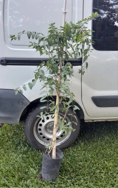Madreselva - Cultivo Orgánico - Vivero Las Magnolias