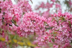 Malus Profusion, Hermoso Manzano Ornamental - comprar online