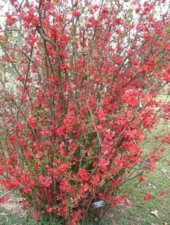Membrillero De Flor - Arbusto Muy Decorativo