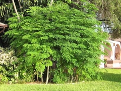 Moringa - el árbol milagroso