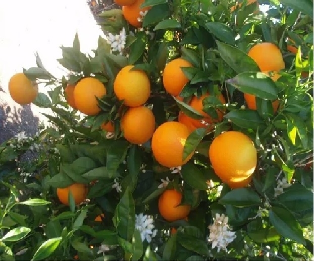 Naranjo Lane Late M20 - Árbol Frutal Naranja Dulce Tipo "ombligo", Sin Semillas, Recolección Tardía (hasta Primavera), Ideal Huertos Y Jardines