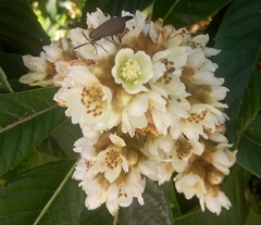 Árbol De Nísperos - Cultivo Orgánico - comprar online