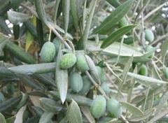 Olivo - hermoso arbolito - cultivo orgánico