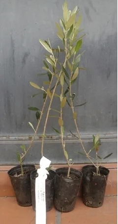 Plantines orgánicos de olivo