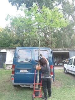Palo borracho - semiejemplar