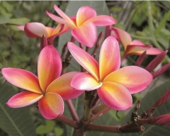 Jazmín Magno - Plumeria Rubra - Muy Perfumada
