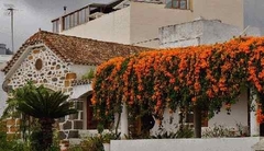 Pyrostegia Venusta - Trepadora - Florece En Invierno - comprar online