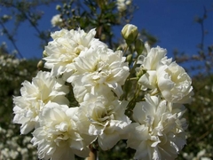 Rosa Trepadora Banksiae Blanca, Sin Espinas - Ideal Pérgola - comprar online