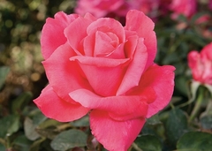Rosal Electron, De Flor Fucsia Muy Perfumada