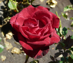Rosal Gran Gala, de Rosauer - flor rojo intenso - Sin espinas