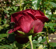 Rosal Gran Gala, de Rosauer - flor rojo intenso - Sin espinas - comprar online