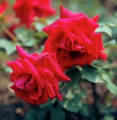 Rosal trepador Crimson Glory - flores color rojo sangre, perfumadas - comprar online