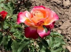 Rosal Granada - Roja Con Reverso Amarillo - Perfumada - comprar online