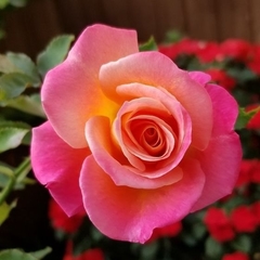 Rosal Granada - Roja Con Reverso Amarillo - Perfumada