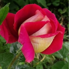 Rosal Kronenbourg (rojo Y Dorado), Muy Perfumado