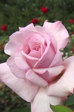 Rosal Lady X, De Rosauer - Color Lila - comprar online